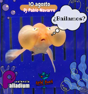PALLADIUM VALENCIA 10 AGOSTO 2024